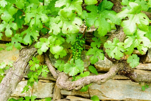 Unripe Grapes growing on a Stone Wall