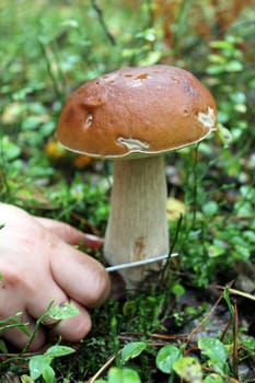 hand with knife cutting off beautiful cep in the forest