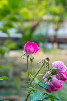 Pink roses in the garden of country in Thailand.