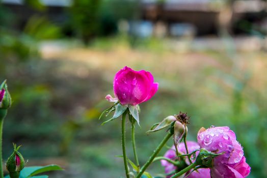 Pink roses in the garden of country in Thailand.