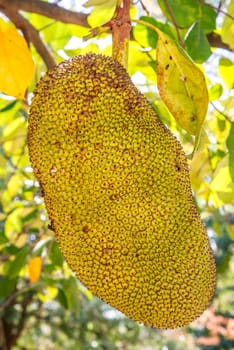 Big jackfruit hanging on the tree in Thailand