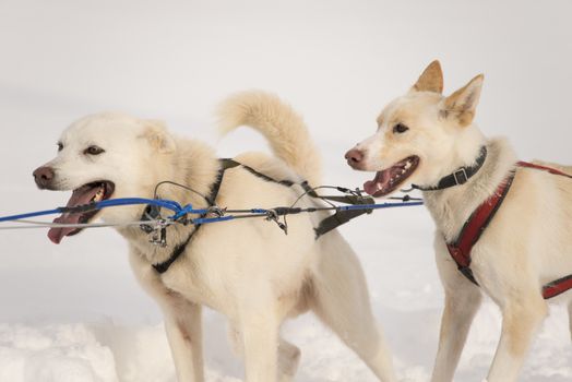 Two white sled dogs, isolated against the snow