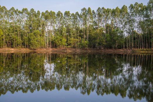 Eucalypts planted on the edge of the pond.