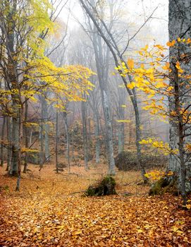 Trees with yellow leaves in autumn forest