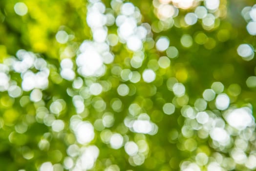 Zoom shot out of focus green tree for background.