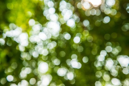 Zoom shot out of focus green tree for background.