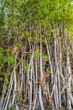 Bamboo poles in nature for background.
