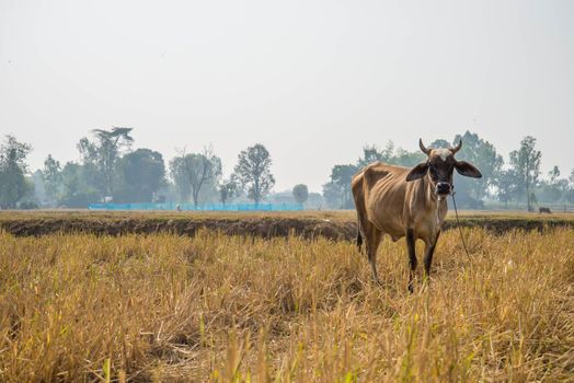 The cow in a field after harvest.