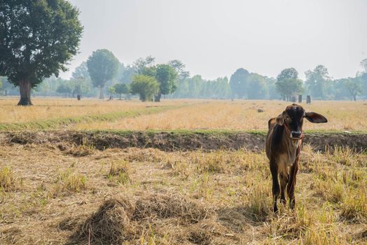 The cow in a field after harvest.