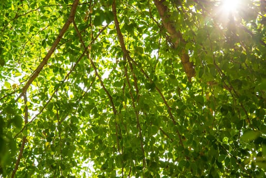 Zoom shot green tree for background. green