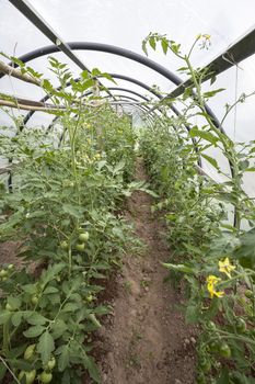 Tomato plants with unripe fruits and flowers in a small greenhouse