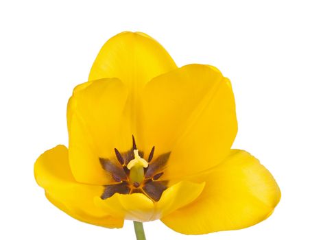 Open flower of a yellow tulip cultivar (Tulipa species) with stigma and black anthers isolated against a white background