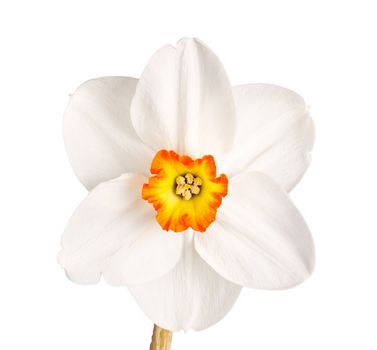 Single flower and stem of the red-rimmed, small yellow cup daffodil cultivar Excitement against a white background