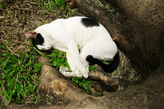 Sleepy cat in the garden
