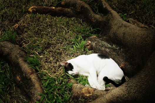 Sleepy cat in the garden