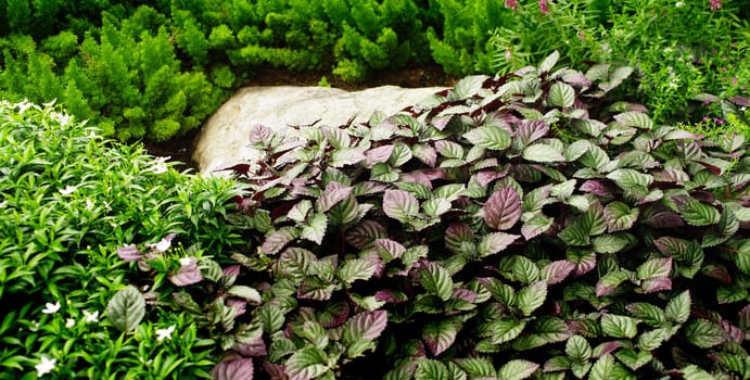 Nice plant background in garden