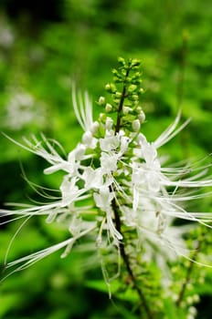 Kidney tea plant, Nice white flower close up shot