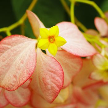 Dona Queen Sirikit, Nice yellow flower close up shot