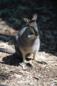 An Australian Wallaby in its natural Habitat