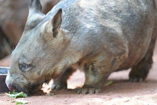 An Australian Wombat in its natural habitat