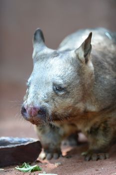 An Australian Wombat in its natural habitat