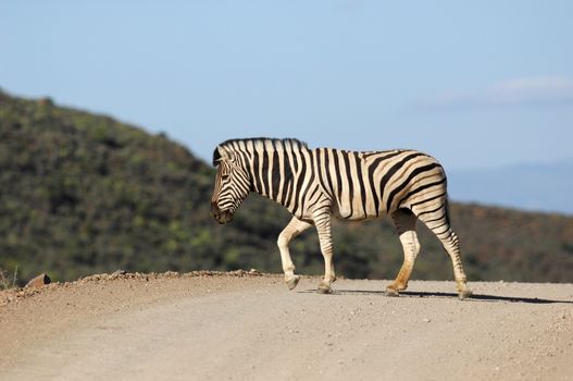 A photo of a zebra in its natural habitat