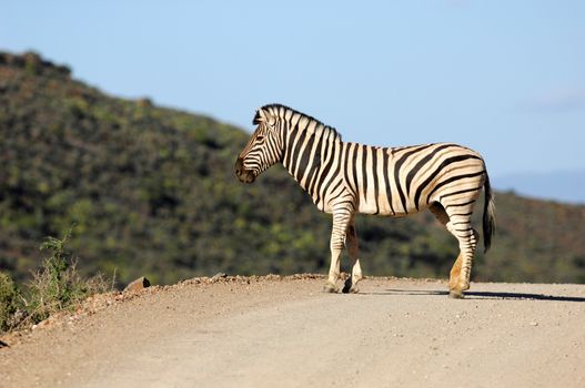 A photo of a zebra in its natural habitat