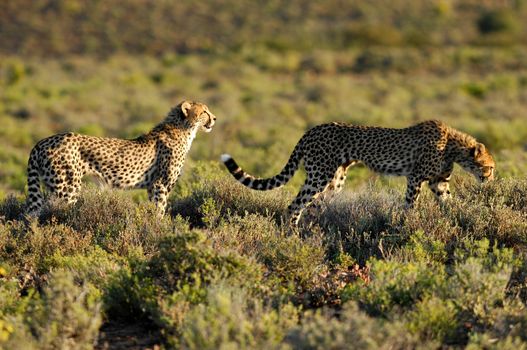 A shot of a wild cheetah in captivity