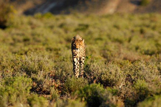 A shot of a wild cheetah in captivity