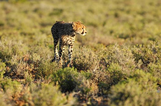 A shot of a wild cheetah in captivity