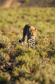 A shot of a wild cheetah in captivity