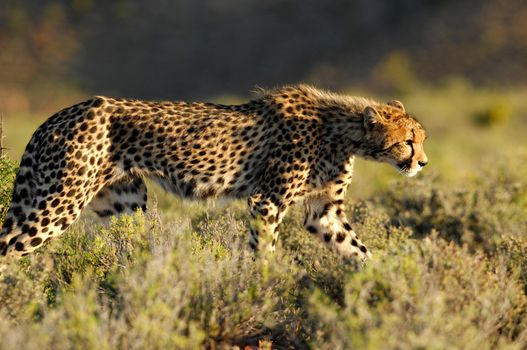 A shot of a wild cheetah in captivity