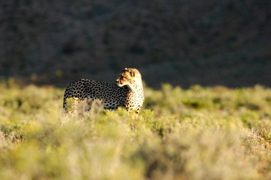 A shot of a wild cheetah in captivity