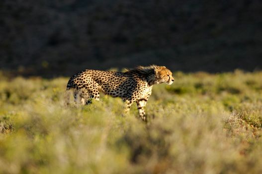 A shot of a wild cheetah in captivity