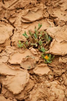 A dry water hole showing cracked mud