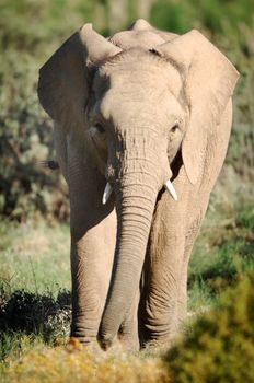 A shot of an Elephant while on safari