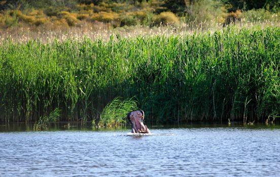 A photo of a hippo in a creek whilst on safari