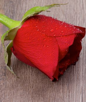 Beautiful Red Rose with Water Droplets closeup on Wooden background