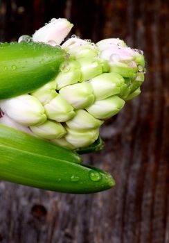 Fragile Pink Hyacinths with Stems and Water Droplets closeup on Rustic Wooden background