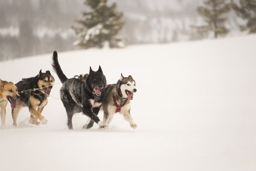 Sled dogs running in snow.  It`s snowing and snowflakes visible.