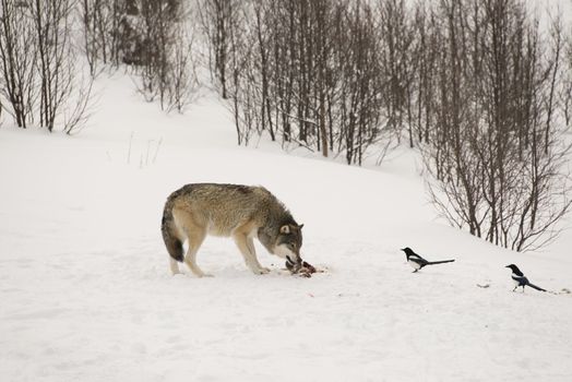 A wolf is eating it`s prey in the forest at winter