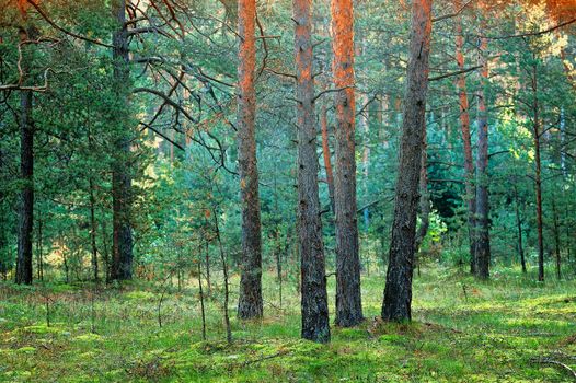 Thicket of coniferous forest in the morning