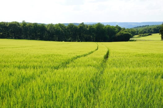 Green barley field at the edge of the forest