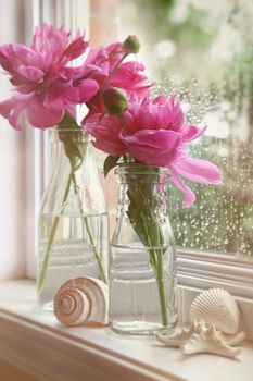 Closeup of peony flowers in milk bottles in the window