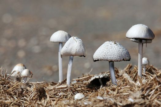 Wild mushrooms growing out of elephant dung