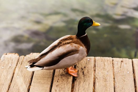 Male duck, a drake on a wooden pier on the lake