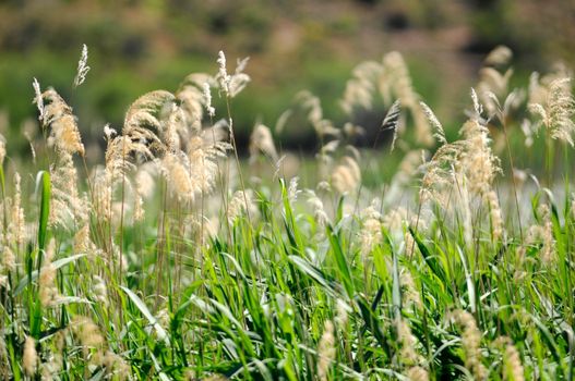 A close up shot of water reeds