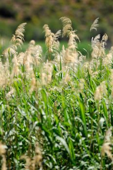 A close up shot of water reeds