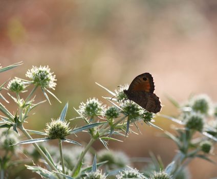 butterfly standing on the plant spring season