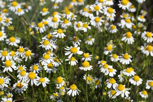 chamomile flowers meadow spring season